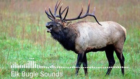 We think the likely answer to this clue is SPLIT. . Make bull elk sounds crossword clue